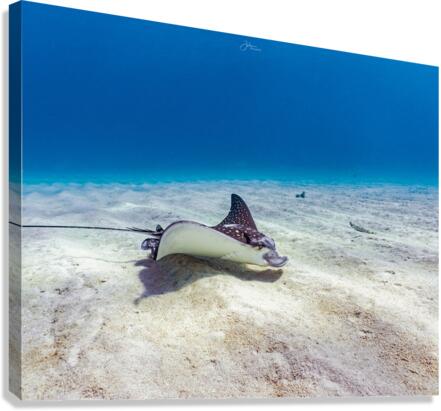 Seabed Forager Canvas Print
