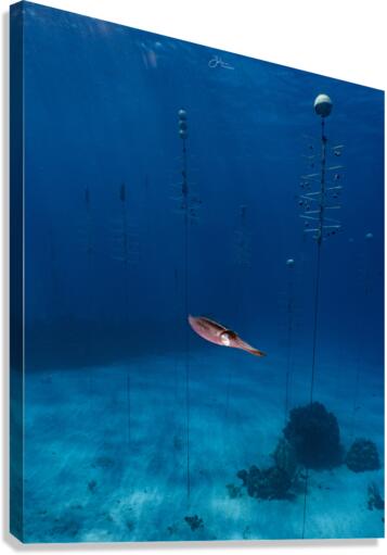 Nursery Squid Canvas Print