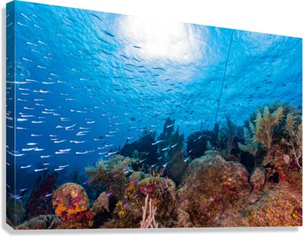 Reefscape  2 Canvas Print