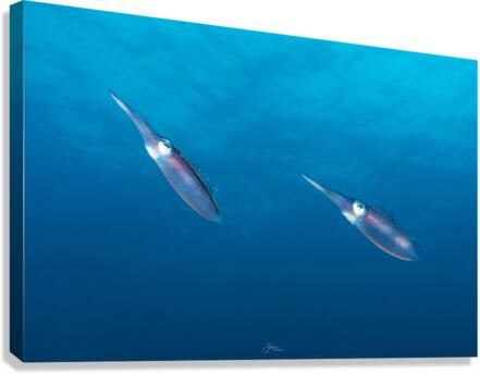 Squid Pair Canvas Print