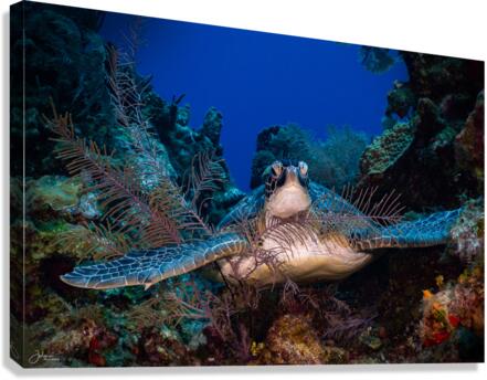 Reef Hug Canvas Print