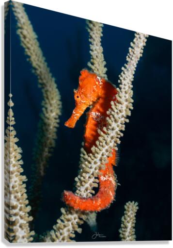 Holding On Canvas Print