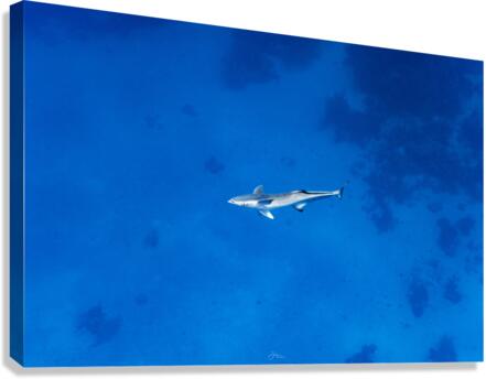 Sun Remora Canvas Print