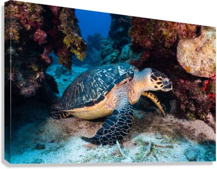 Reef Turtle Canvas Print