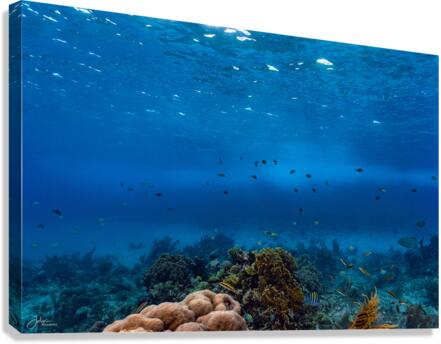 Reefscapes  1 Canvas Print