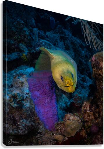 Neon Eel Canvas Print