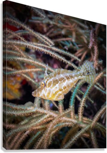 Slender Filefish Canvas Print