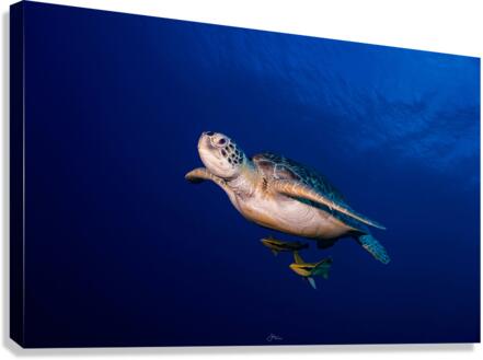 Turtle Time Canvas Print