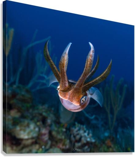 Kid Squid Canvas Print