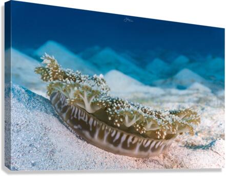 Upside Down Jelly Canvas Print