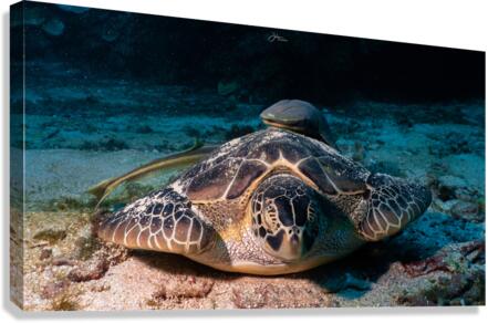 Sleepy Turtle Canvas Print