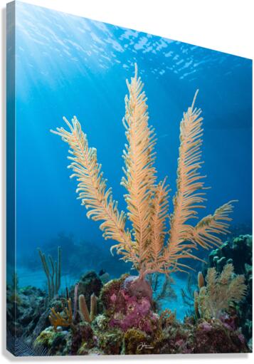 Sun Fan Canvas Print