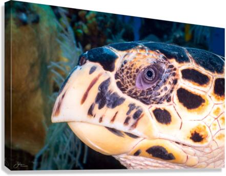 Face to Face Canvas Print