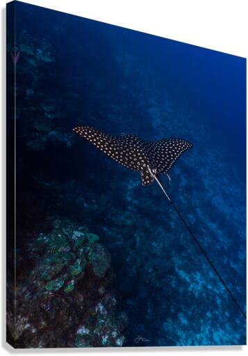 Wall Gliding Ray Canvas Print