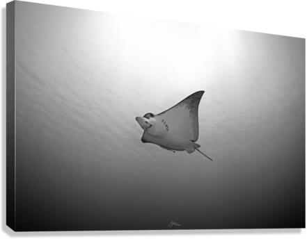 B & W Eagle Ray Canvas Print