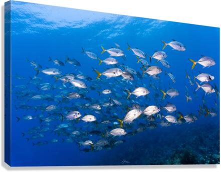 Jack School Canvas Print