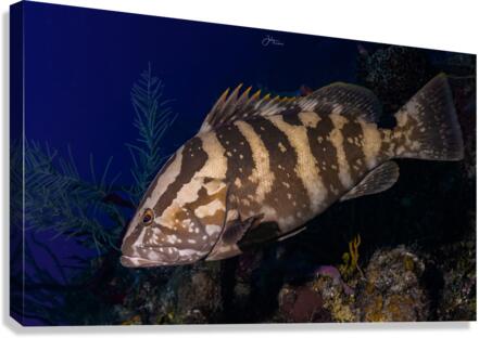 Deep Nassau  Canvas Print