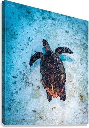 Sandpatch Sea Turtle Canvas Print