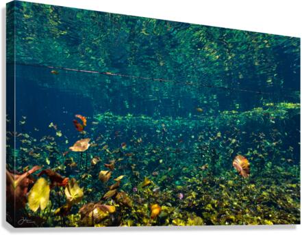Fallen Leaves Canvas Print