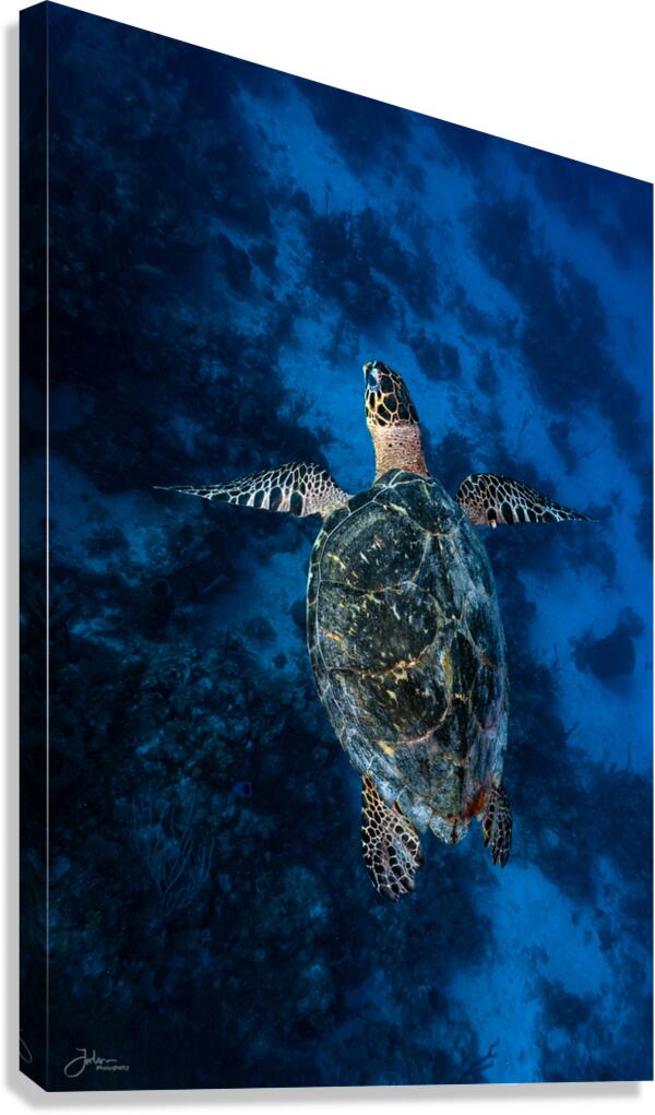 Deep Hawksbill Canvas Print