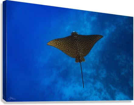 Aerial Canvas Print