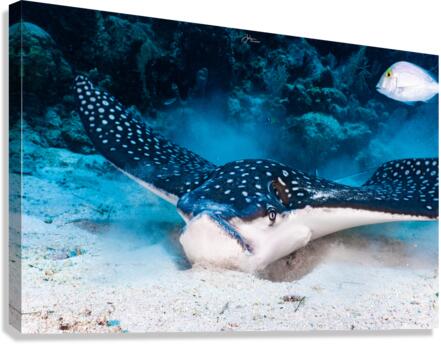 Feeding Ray Canvas Print