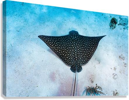 Speckled Canvas Print