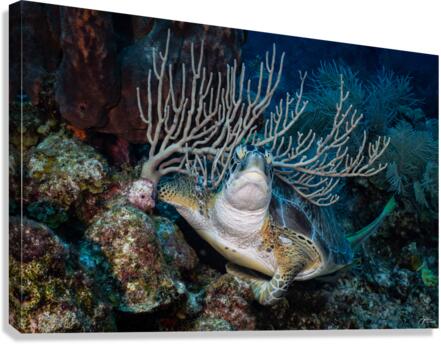 Reef Crown Canvas Print