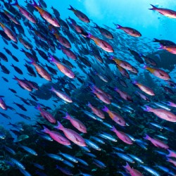 Wrasse Storm