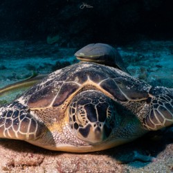 Sleepy Turtle