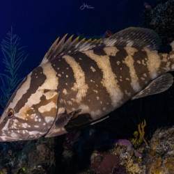 Deep Nassau 