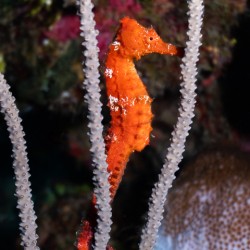 Shy Seahorse