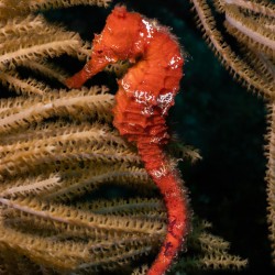 Rouge Seahorse