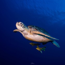 Turtle Time