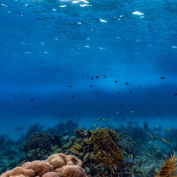 Reefscapes  1