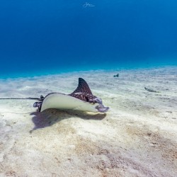 Seabed Forager
