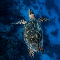 Deep Hawksbill