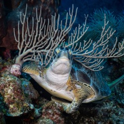 Reef Crown