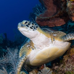 Curious Green Turtle