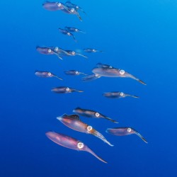 Squid Squad