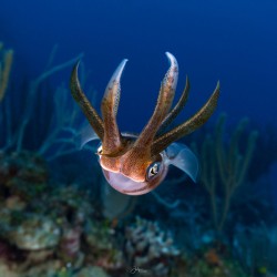 Kid Squid