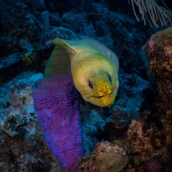 Neon Eel