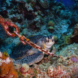 Chained