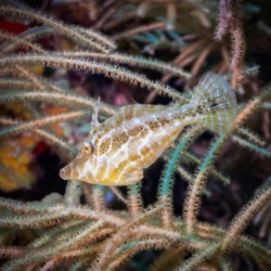 Slender Filefish