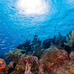 Reefscape  2
