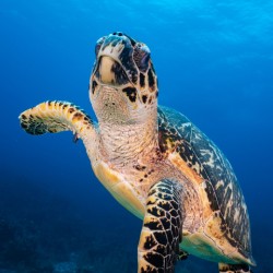 Hawksbill Encounter