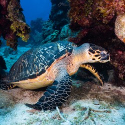Reef Turtle