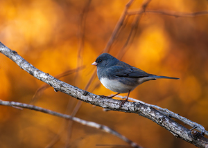 Autumn Junco