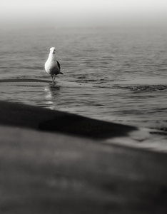 Artful Gull