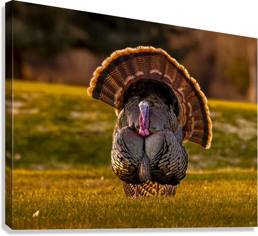 The Strut Canvas Print